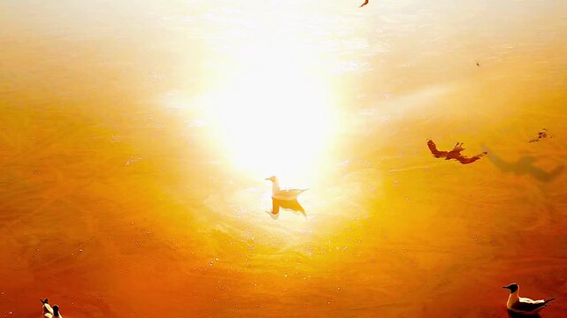 Super slow motion at 250fps captures seagulls landing and gliding over shallow water tinted in warm orange hues, creating ripples and reflections in a calm coastal scene from an aerial perspective.