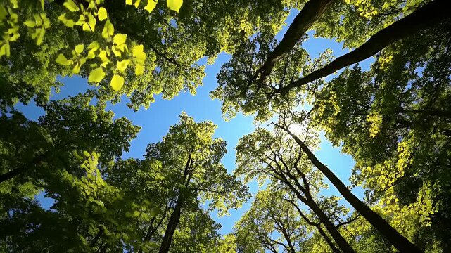 Sunlight Through Forest Canopy - This is a low angle shot looking up through a forest canopy on a bright, sunny day.