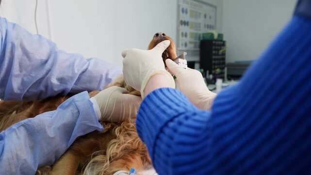 Professional veterinarian preparing a sedated cocker spaniel for surgery, carefully placing an endotracheal tube into the dog's trachea for anesthesia with the help of an assistant