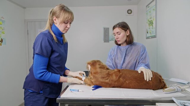 Professional veterinarian administering an intravenous injection to a cocker spaniel dog while the assistant calms the animal, working together in a modern and clean veterinary clinic