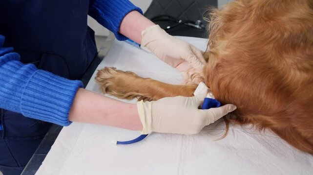 Professional veterinarian placing an intravenous catheter into a dog's vein to administer medication, with a tourniquet applied to the animal's paw during the procedure in a clinic