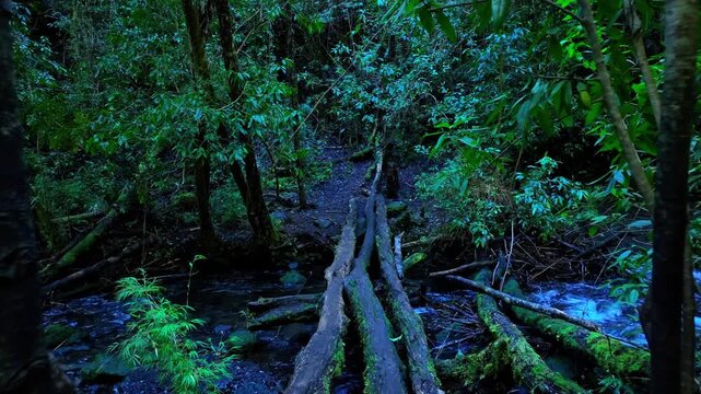 Arroyo al interior de un bosque verde con una pasarela de madera y hojas verdes