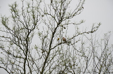Obraz premium Small birds perched on bare tree branches against overcast sky, minimalist nature scene