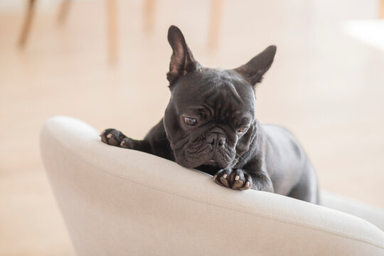 A cute studio photo shoot with a black French bulldog