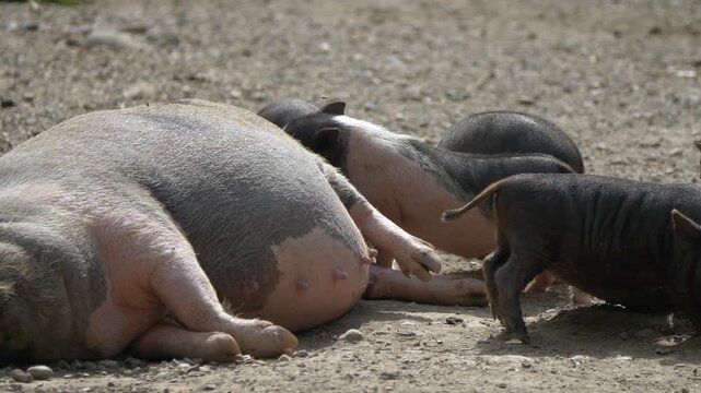 Vietnamese Pot-bellied Pig Mother Nursing Piglets on Ground