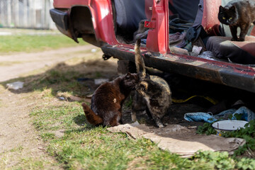 Freeranging felines timidly inspect abandoned car amidst surrounding mess and light © Vera Aksionava