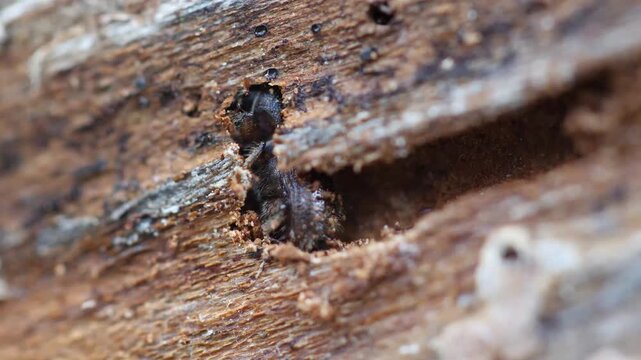 Spruce bark beetle