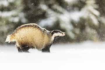 European Badger Meles meles moving across snowy clearing in soft winter snowfall © michal