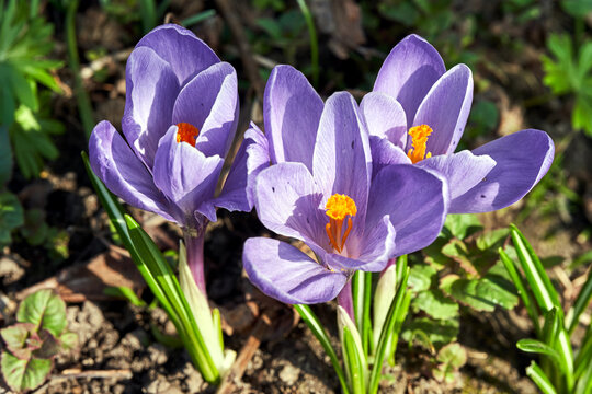 Close-up of a spring blooming crocus flower in the garden