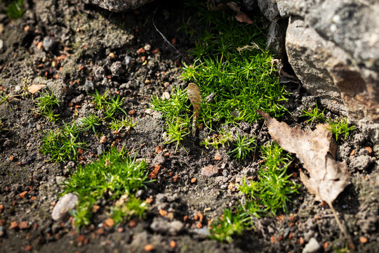 Delicate moss covering borders stone edge with fresh shoots and natural organic elements