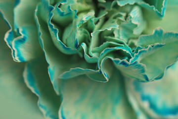 Naklejka premium Smoke Close-up selective soft focus cream blue, green carnation Flower bud, Petals. Natural art blur macro background.