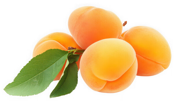 A bunch of fresh apricots with green leaves on transparent background