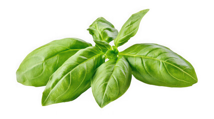 Obraz premium A vibrant bunch of fresh basil leaves on transparent background