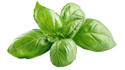Fototapeta premium A vibrant bunch of fresh basil leaves on transparent background