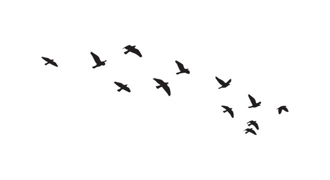 Flying birds silhouette collection vector set in dynamic motion on isolated white background.
