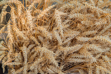 Fototapeta premium Wheat crop texture with dry grain ears, natural pattern of agricultural plants in close up. Natural background of cereal grain surface, agriculture harvest, farming, organic food. Copy space