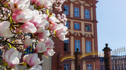 Blooming magnolia flowers in front of a historic building with blue sky in the background during spring season © Fleuronica