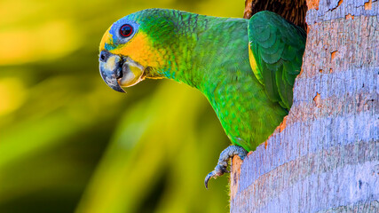 Vibrant green parrot perched on a tree trunk © AHMED BADAWY