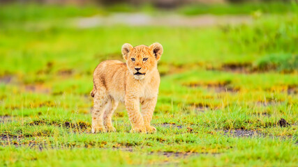 Adorable lion cub © AHMED BADAWY