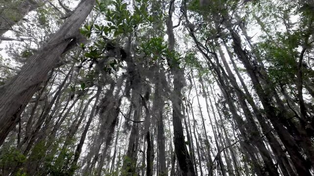 Dolly shot looking up into the cypress and tupelo trees in the Okefenokee Swamp of Georgia, USA.