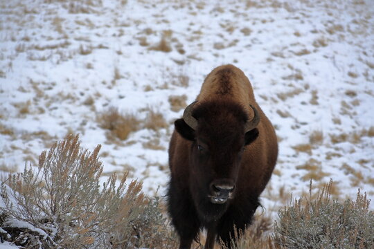 Front Facing Bison in Snowy Landscape