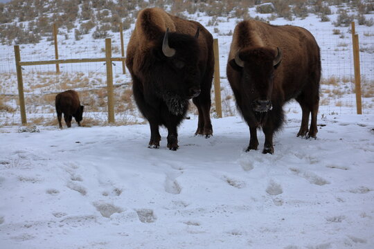 Two American Bison Standing in Snow with Frosted Beards