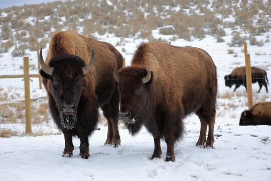 Two American Bison in Snow with Frosted Fur and Winter Landscape