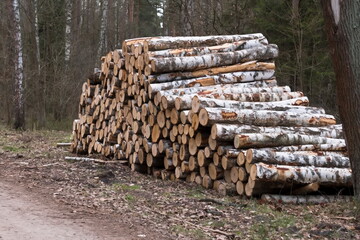 Stos ściętych kłód brzozy (Betula spp.) w lesie wiosną. Kłody są starannie ułożone wzdłuż polnej ścieżki, gotowe do transportu. Pnie brzóz mają charakterystyczną białą korę z czarnymi plamami.  © Grzegorz