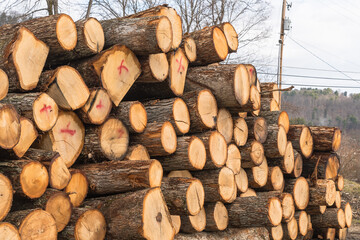 Stacked freshly cut logs showing circular tree rings and rough bark texture, forming a natural wood pattern background in Warren County, Pennsylvania, USA © woodsnorth