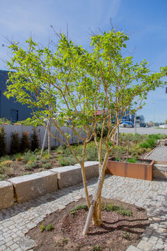 Heptacodium miconioides (seven-son flower tree) with fresh leaves in spring