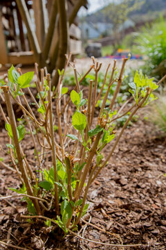 Landscaping: Hydrangea freshly cut in early spring with new leaves