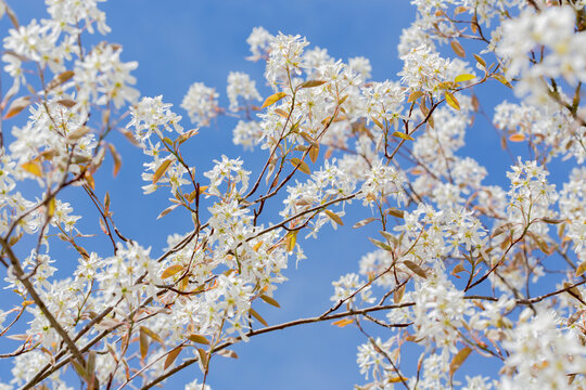 In spring: white blossoms of amelanchier tree serviceberry (juneberry, shadbush, Felsenbirne) with blue sky