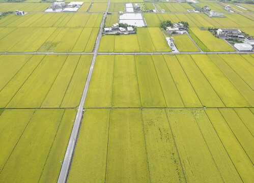 Aerial view of vast green and yellow rice paddies divided by straight rural roads and scattered farmhouses in Yilan, Yilan County, Taiwan.