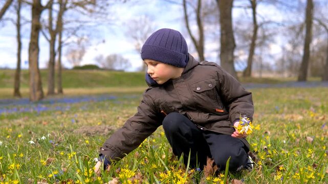 Young Boy Picking Spring Wildflowers in Park Meadow with Scilla and Gagea &mdash; Early Spring Nature Discovery Childhood Outdoor Play and Wellbeing Concept