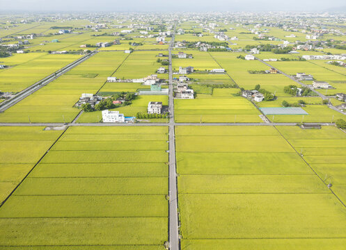 Aerial view of vast golden rice fields and rural houses arranged in a grid pattern along straight roads in Yilan, Yilan County, Taiwan.