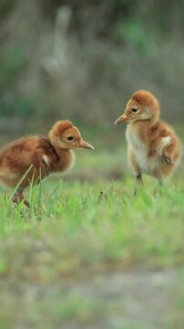 Florida Sandhill Crane Colt Chicks Retaliation Attack Eye Stab