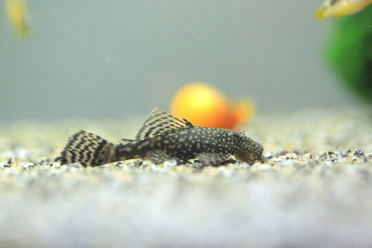 Ancistrus fish in the aquarium (hypostomus cirrhosus)