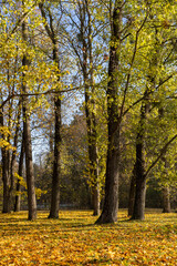 Obraz premium the park with autumn foliage in sunny weather, beautiful autumn nature in the park with deciduous trees and lots of maple trees with yellow falling foliage