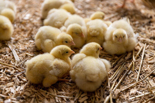 a large number of chickens at a poultry farm, small broiler chickens on sawdust from pine wood at a large poultry farm