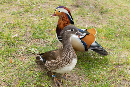 Wild female duck in public park showing abnormal behavior with tongue outside beak, highlighting spread of bird diseases in urban ecosystems. Concept of human impact on wildlife and importance of moni