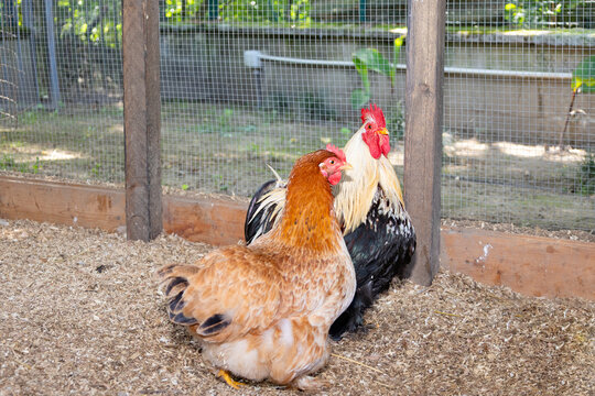 Rooster and hen standing on wood shavings inside a fenced farm enclosure, showcasing poultry farming, rural barnyard life, healthy birds and natural animal husbandry practices