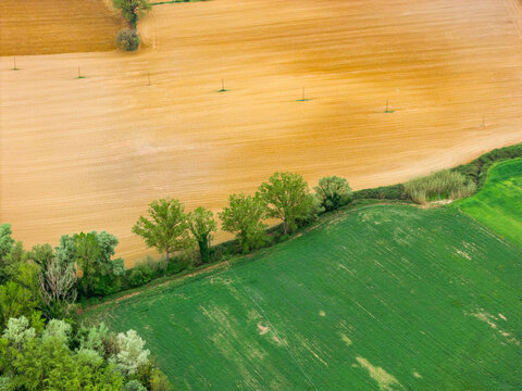 Aerial view of vibrant green and golden agricultural fields separated by a row of leafy trees and a small stream Ficulle, Umbria, Italy.