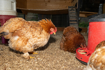Brown hens forage on wood shavings inside a sunny chicken coop, one drinks from a feeder while another stands alert, highlighting free range poultry care and barnyard life © dargog