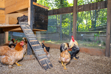 Varied chickens, a rooster, and chicks inhabiting a large wooden chicken coop with a roosting area, ramp, and wire fencing, offering a natural and protected environment for poultry © dargog