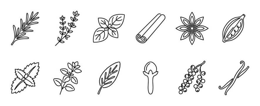 Diverse collection of line art herbs and spices, including rosemary, basil, cinnamon, and vanilla, are depicted in a clean, minimalist outline style, perfect for culinary and cooking themes