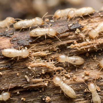 Macro View of Termites Infesting and Destroying Weathered Wood Material