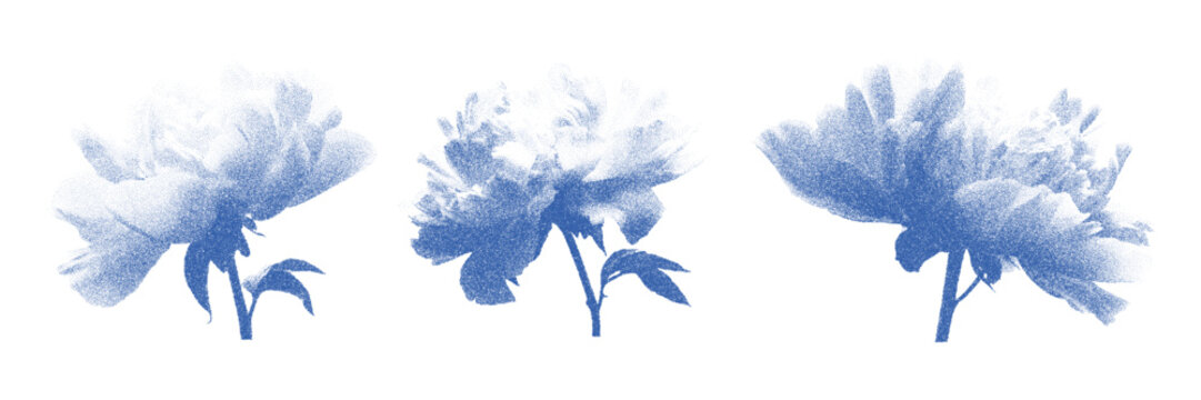 Cyanotype peony flower set. Stippled vector illustration of floral bloom. Artistic botanical design element in blue dotwork style for stationery, textile pattern and print decoration.