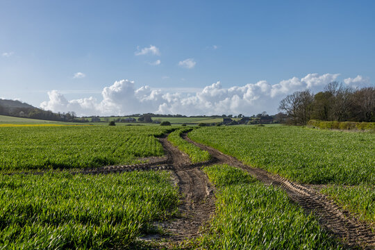 A view over a field of young cereal crops growing under a blue sky in Sussex