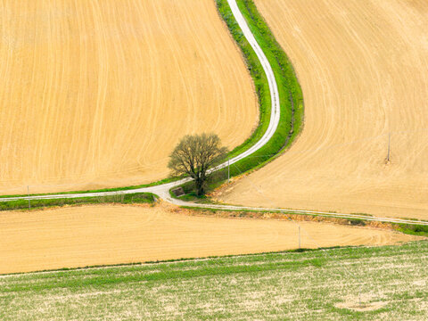 Aerial view of a winding white road passing through golden agricultural fields with a single tree at a junction in Ficulle, Umbria, Italy.