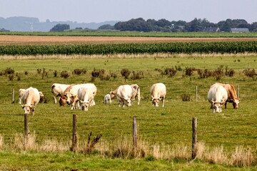 Fototapeta premium Cows Grazing on Pasture in Normandy Countryside.